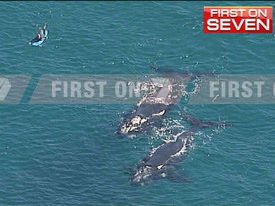 <p>Sydney surfers surrounded by whales, dolphins</p>