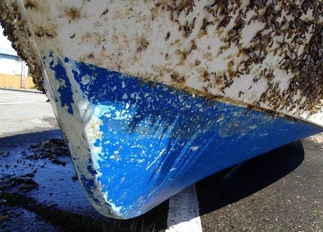 A close up of the boat’s hull reveals the many small gooseneck barnacles, a common open-ocean species.