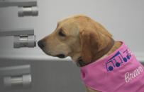 Bravo, a Labrador Retriever, sits in front of a sample of human sweat after detecting the COVID-19 coronavirus at a mobile canine unit in Bangkok, Thailand, Thursday, June 17, 2021. Thailand has deployed a canine virus detection squad to help provide a fast and effective way of identifying people with COVID-19 as the country faces a surge in cases, with clusters found in several crowded slum communities and large markets. (AP Photo/Sakchai Lalit)