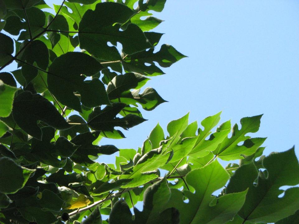 Broussonetia papyrifera has unusually shaped leaves (Agnieszka Kwiecień)