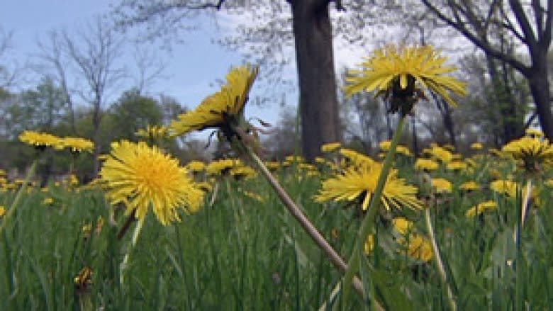 Delicious dandelions: If you can't beat 'em, eat 'em