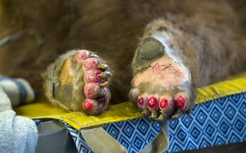 The badly burned paws of one of two bears being treated by Dr. Laura Peyton - Credit: Karin Higgins/UC Davis via AP