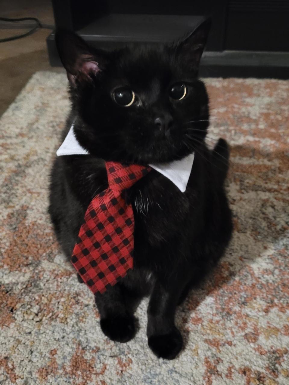 Wyatt, the feline adopted by Rep. David LeBoeuf. D-Worcester, loves to interrupt Zoom meetings