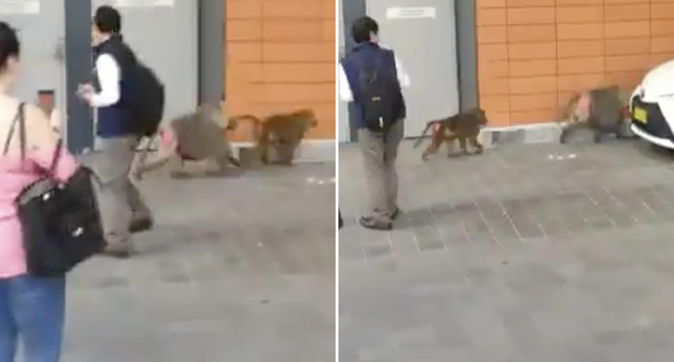 Baboons are seen running outside Prince Alfred Hospital.