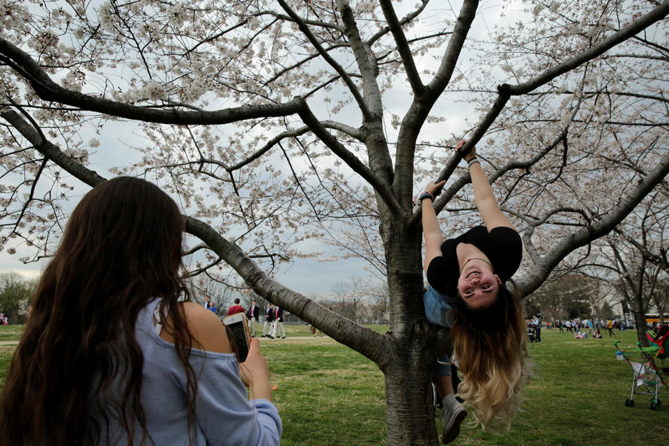 Washington’s cherry blossoms bloom despite cold snap