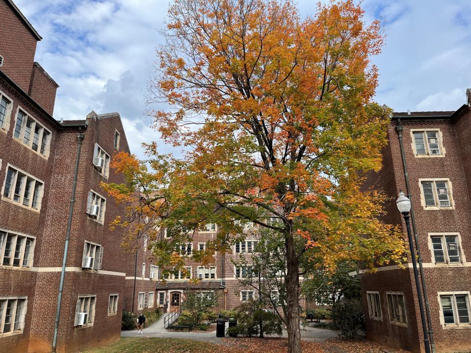 A maple tree’s leaves turn Oct. 19, 2023, against the backdrop of the University of Tennessee’s Melrose Hall, which was completed in 1948 and designed by the firm then known as Barber and McMurry about the time the group moved to its new Kingston Pike office.