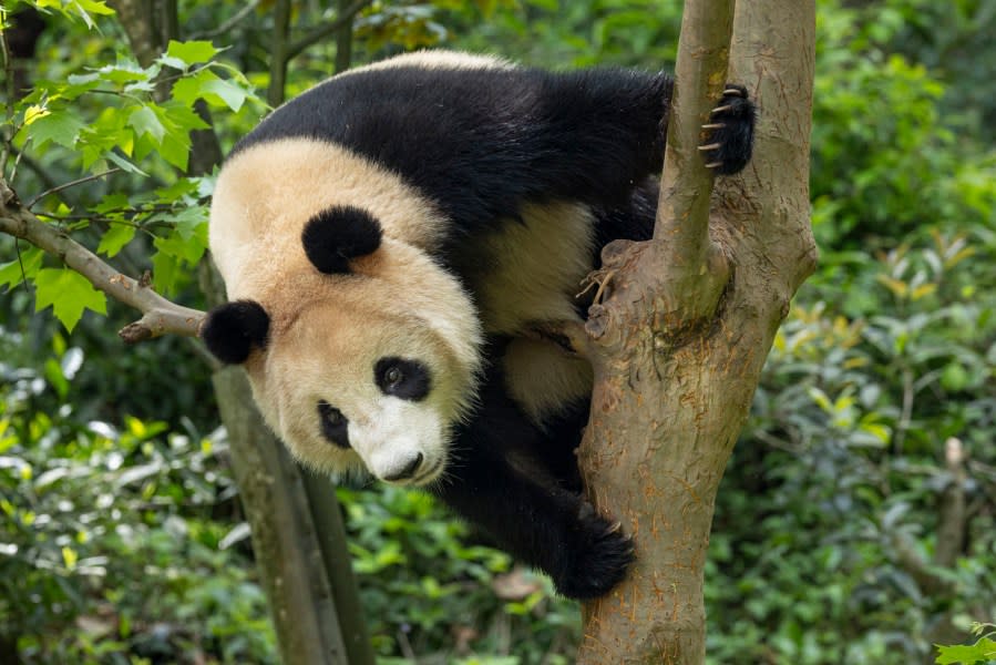 Photo of Xin Bao. (Credit: San Diego Zoo Wildlife Alliance)