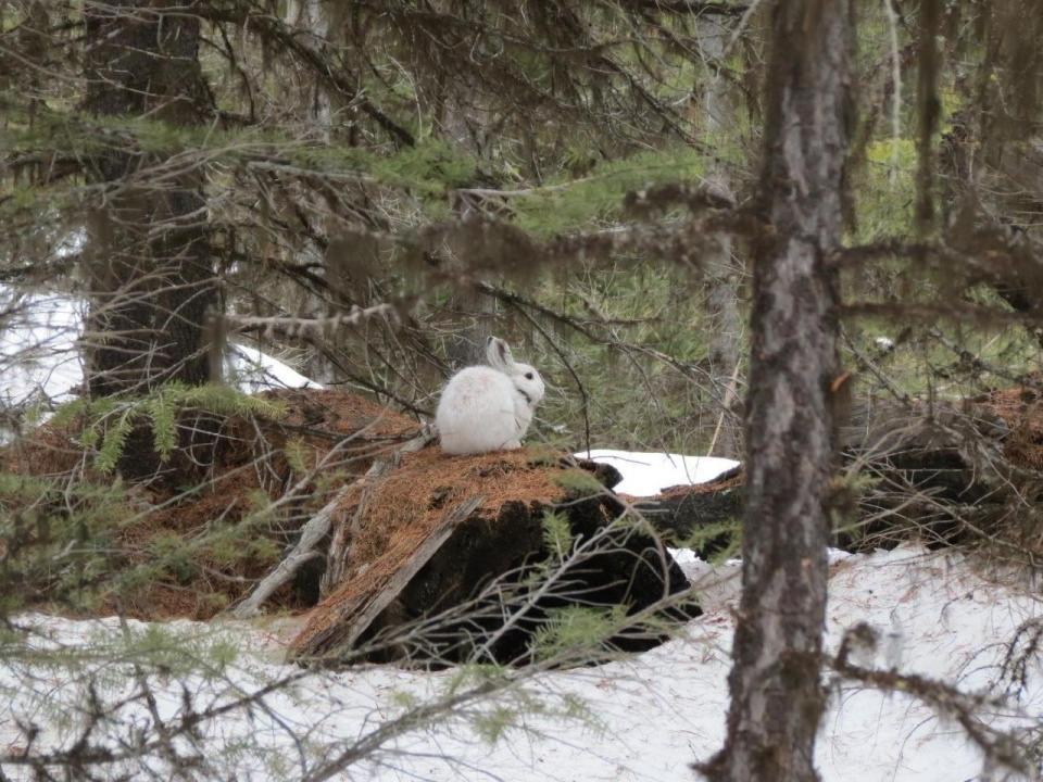 Snowshoe hares, which change from white to brown based on the season, are being negatively impacted by warming winters and the overall lack of regular snow cover in New England.