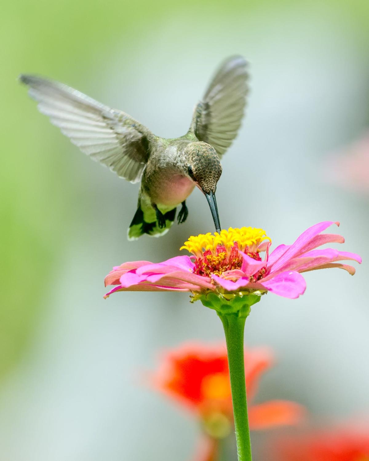 Interactive map of spring hummingbird migration Every state they'll
