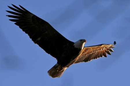 FILE PHOTO: The last rays of sunlight illuminate an American Bald Eagle as it soars above the Hudson River just before sunset near Croton Point in Croton-on-Hudson