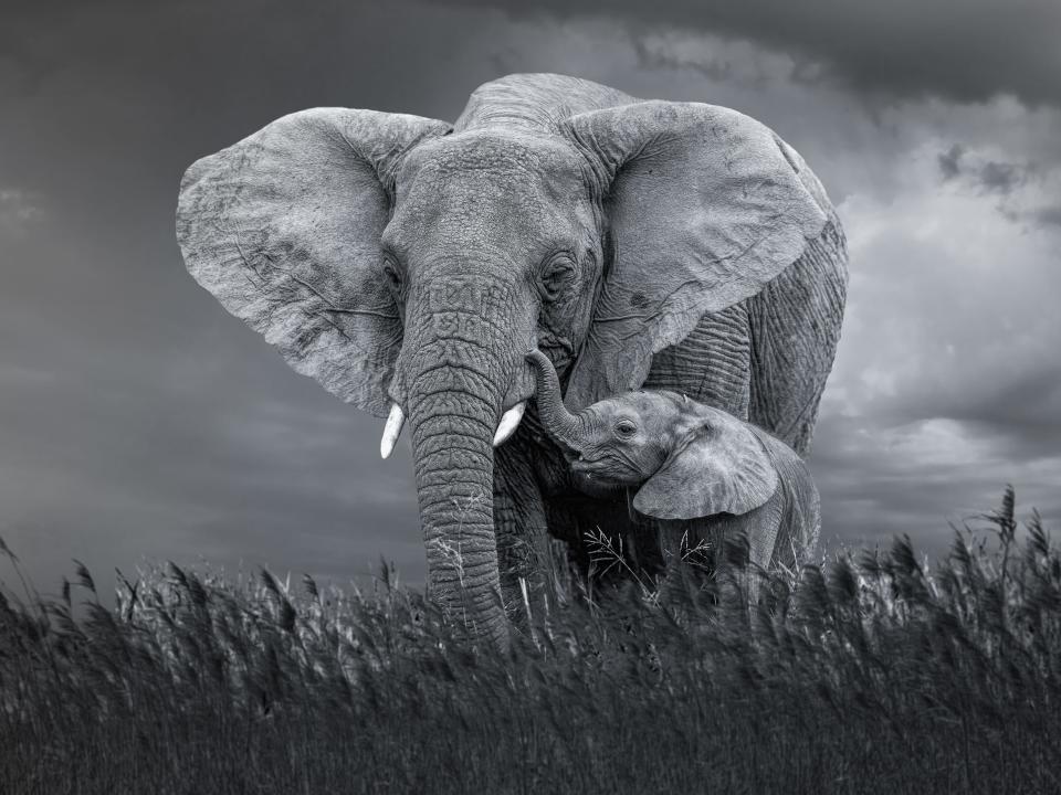 African elephant