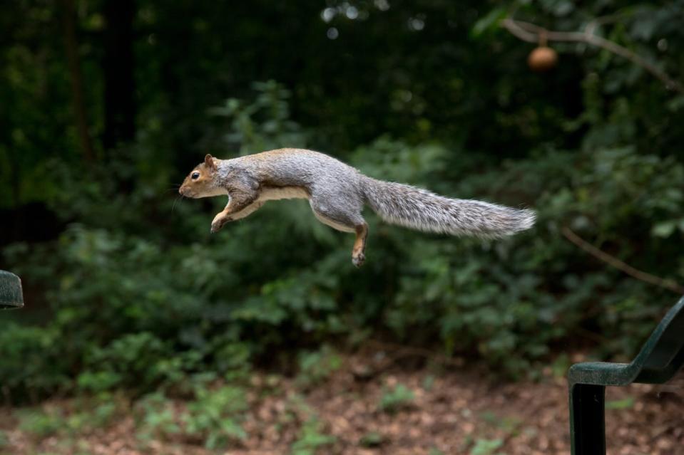 <span class="caption">How do they stick their landings?</span> <span class="attribution"><a class="link " href="https://www.gettyimages.com/detail/photo/squirrel-in-flight-royalty-free-image/591414917" rel="nofollow noopener" target="_blank" data-ylk="slk:Alex Turton via Getty Images;elm:context_link;itc:0;sec:content-canvas">Alex Turton via Getty Images</a></span>