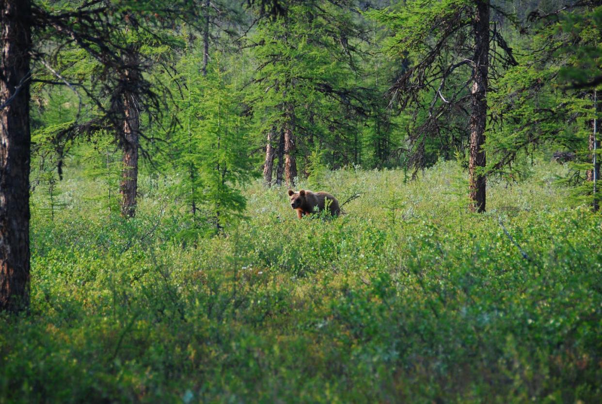 A brown bear in a Siberian boreal forest. Logan Berner, <a href="http://creativecommons.org/licenses/by-nd/4.0/" rel="nofollow noopener" target="_blank" data-ylk="slk:CC BY-ND;elm:context_link;itc:0;sec:content-canvas" class="link ">CC BY-ND</a>