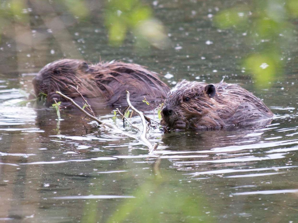 two beavers chew sticks in water