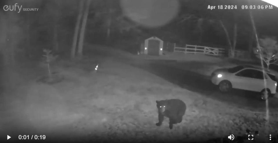 Josh Dominikoski was surprised April 18 when a home camera detected a black bear in his yard. The Rhode Island Department of Environmental Management says the bear population in Rhode Island is likely to grow.