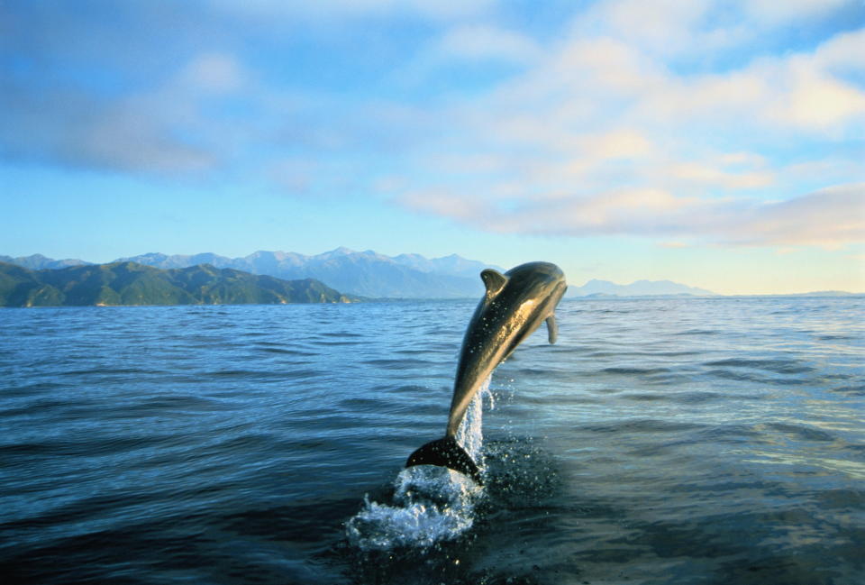 Fitzroy's dolphin. Pacific Ocean, Kaikoura Mountains, South Island, New Zealand. Dusky dolphins are gregarious, inquisitive and highly active. Live in pods of 6-15. Native to New Zealand, South Africa and South America.