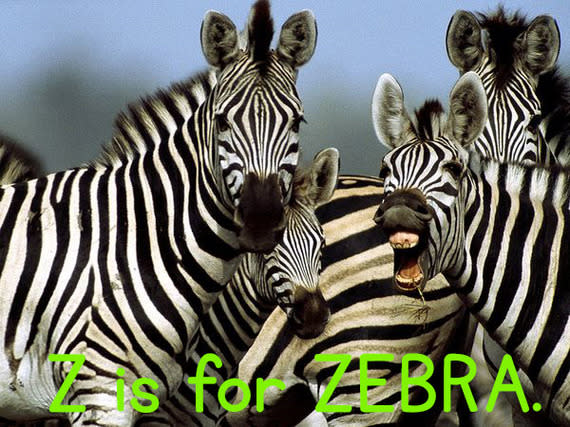 z_zebra.jpg