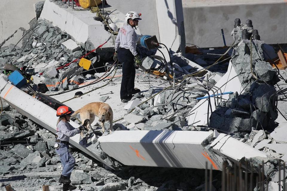 Aftermath: A rescue dog works at the scene where the pedestrian bridge collapsed (Getty Images)