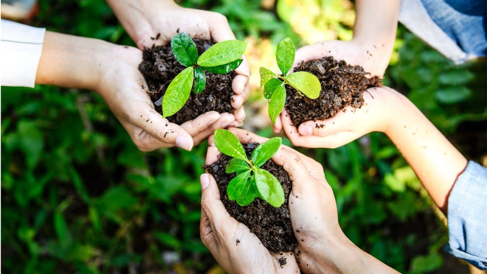 Hands holding seedlings