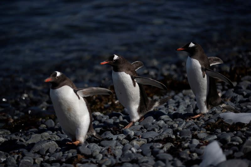 FILE PHOTO: On board the Antarctic expedition that reveals dramatic penguin decline