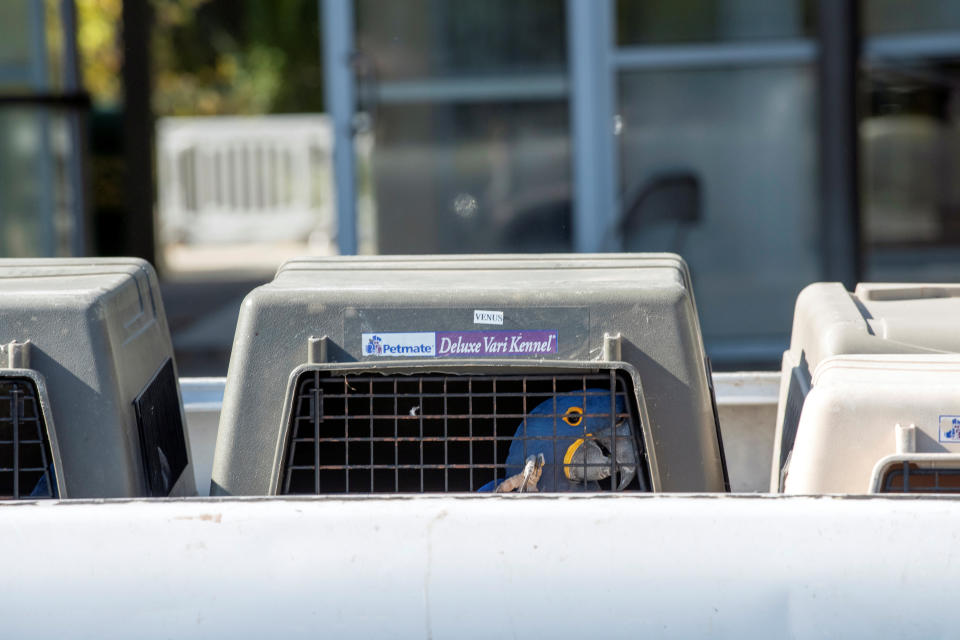 <p>A bird looks out of its crate while waiting to be returned to its enclosure after a brief evacuation due to the presence of a nearby wildfire at the Los Angeles Zoo, in Los Angeles, Calif., Nov. 9, 2018. (Photo: Andrew Cullen/Reuters) </p>