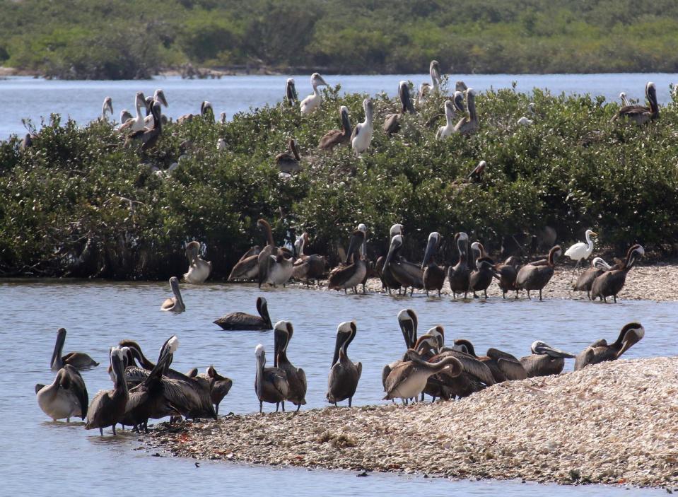 Brown Pelicans are one of the many species that nest on Seabird Island in the Halifax River in Port Orange.