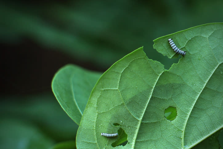 caterpillars eating leaves