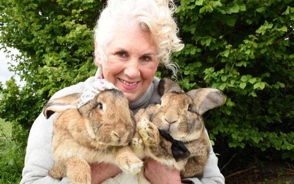 Annette Edwards with Darius, right, and another rabbit called Honey - Credit: Caters