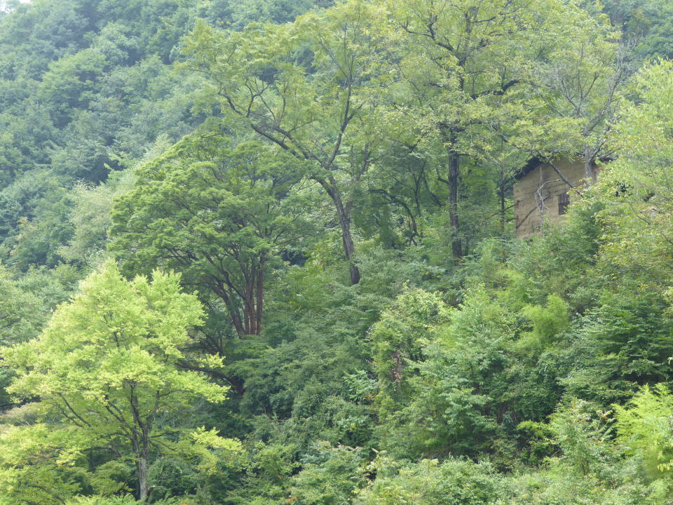 The endangered Acer griseum, the paperbark maple, in the wild in China (Anthony S. Aiello)