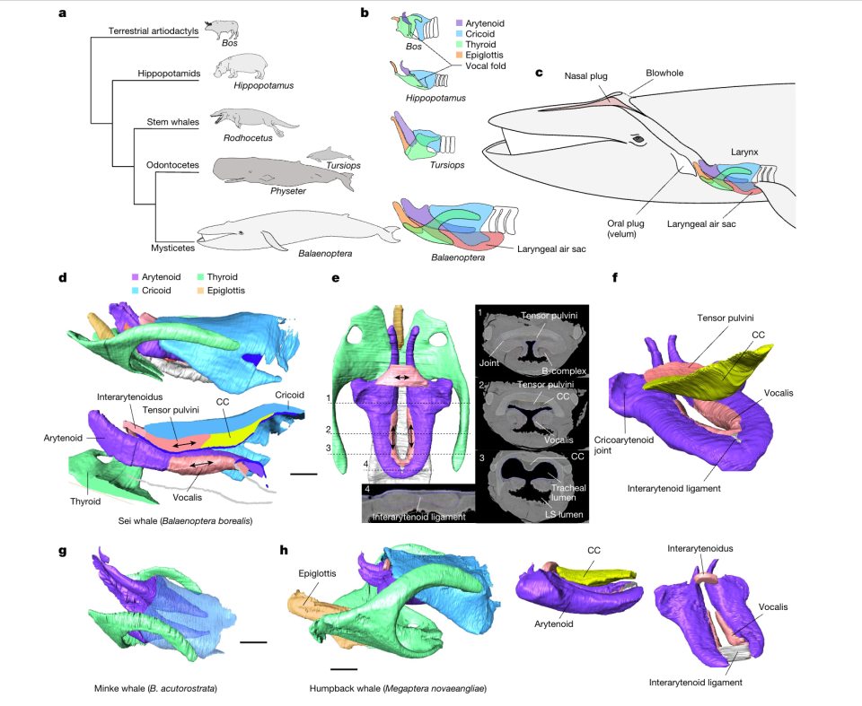 <em>Adaptations in mysticete laryngeal anatomy. a, Mysticetes are one of two extant clades of cetaceans. b, Laryngeal cartilages in representative species. c, Unique mysticete adaptations in the upper respiratory tract and larynx6,16,17. d, Top, side view showing the laryngeal cartilages in an annotated CT image of the larynx of a female sei whale. Bottom, medial section showing the muscles within the TAF and CC. Arrows indicate the direction of the muscle fibre. e, Dorsal view (left) with the CC removed and associated sagittal slices (right) showing the characteristic U-shaped fused arytenoid cartilages bearing the bilateral vocalis muscle. LS, laryngeal sac. f, A 3D rendering showing the tight fit between the arytenoids and the CC. g,h, CT-based renderings of the larynx of a minke whale (g) and a humpback whale (h), showing that the latter has a more flexible configuration of arytenoids. Scale bars, 10 cm. CREDIT: Elemans et. al. 2024.</em>