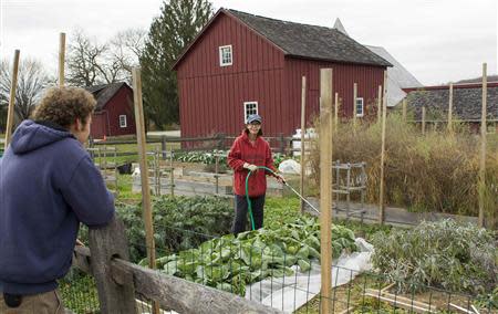 Chester County Food Bank agricultural director Bill Shick (L) talks with volunteer Barbara Boyle as she waters vegetables on the farm of Springton Manor where the program grows produce in suburban Philadelphia, Pennsylvania, November 21, 2013. REUTERS/Tom Mihalek