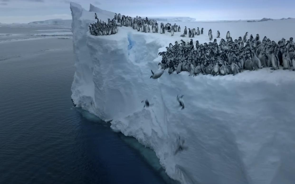 Emperor penguin chicks jump off the ice shelf  for their first ocean swim