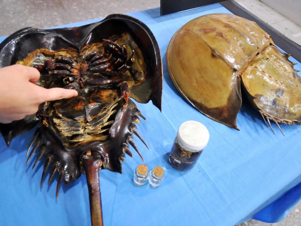 Scientist points to the place where horseshoe crabs are 'milked' for their blood: Getty