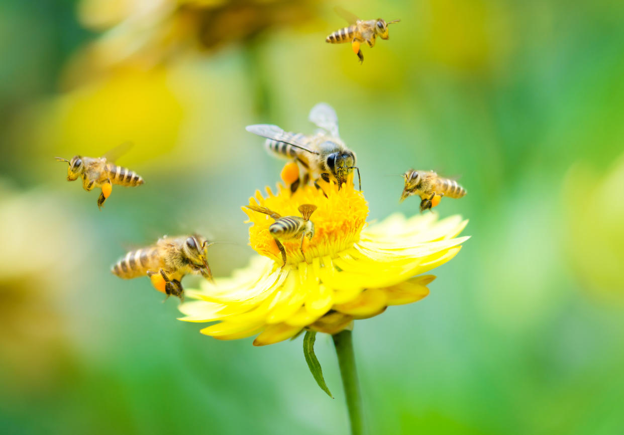 Honeybees alight on a flower