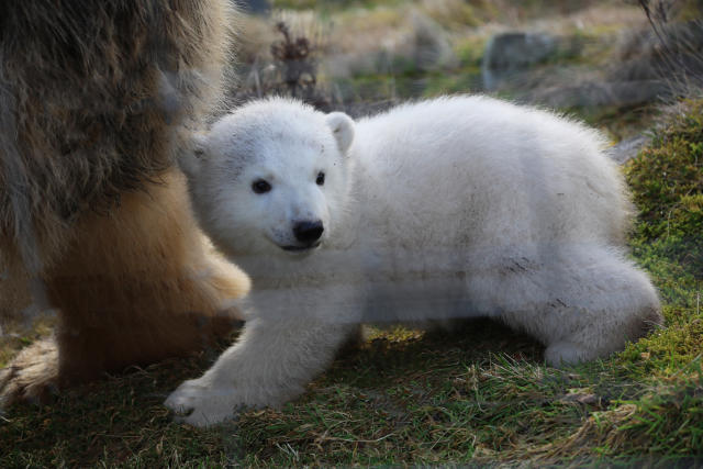 Meet Brodie Name of polar bear cub born at Highlands wildlife