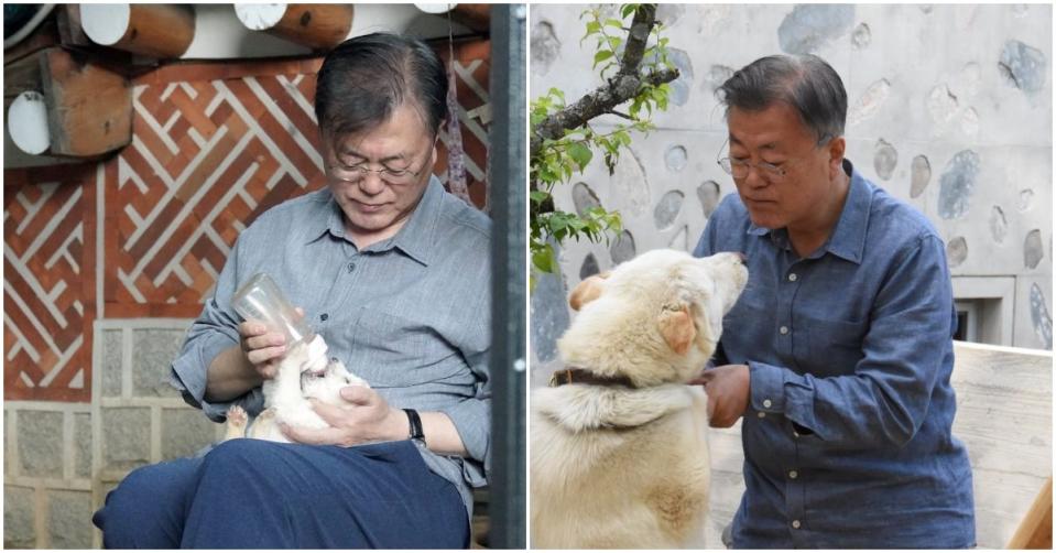 南韓前總統文在寅獲得2隻豐山犬後，一直親自照顧牠們。（翻攝自文在寅臉書）