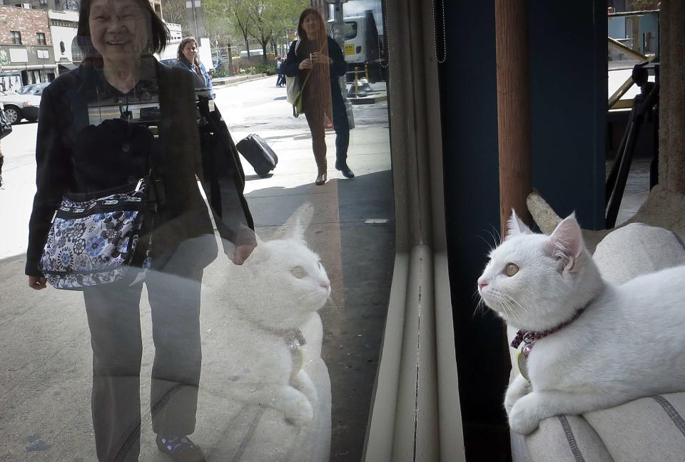 A cat is pictured sitting at the window of the cat cafe in New York