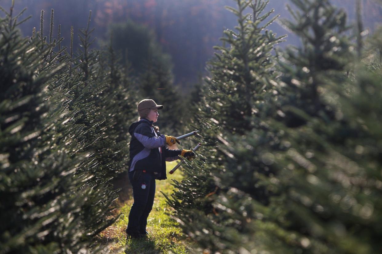 Gwen Hely, a senior at Honeoye Central, prunes a tree at All Western Evergreen Nursery and Christmas Tree Farm on Saturday, October 25, 2014.