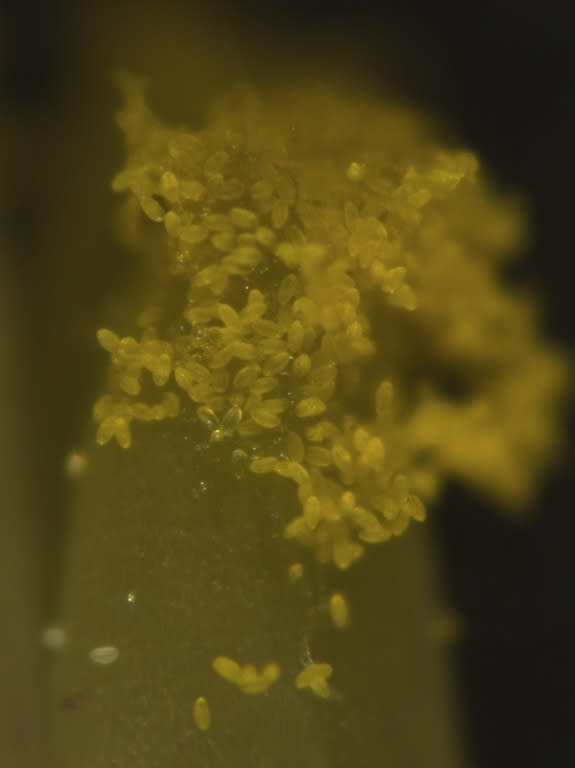 Pollen grains stuck to the stigma, the female organ of a plant.