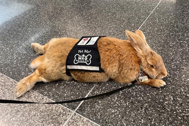 top news without bias, Alex the Great Is a 28-pound Rabbit — and the Newest Employee at San Francisco International Airport, subscribe to News Without Politics