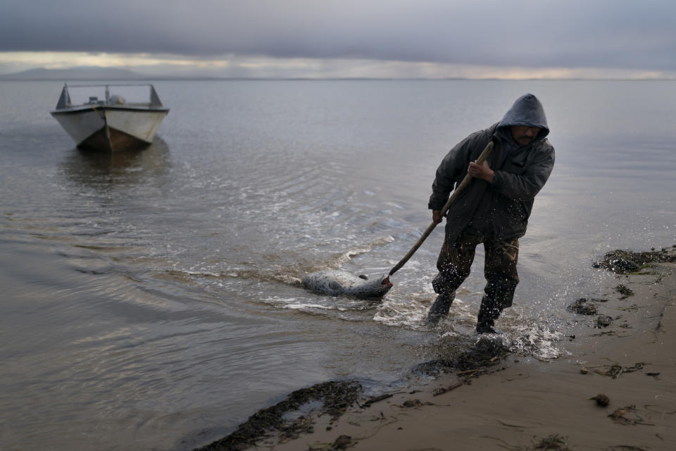 El cazador de focas Wilbur Kuzuzuk arrastra el cadáver de una foca manchada, su única captura del día, hasta la orilla de la laguna, el 4 de octubre de 2022, en Shishmaref, Alaska. (AP Foto/Jae C. Hong)