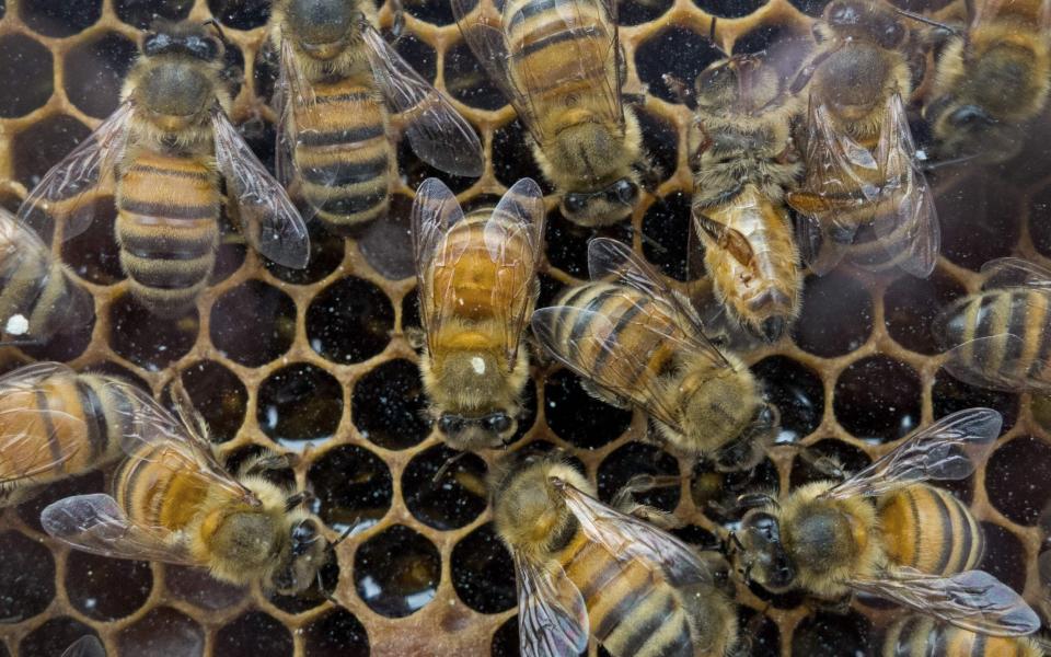 Today, most of the colonies that go to almond groves contain twice as many bees as they did a few decades ago. (Photo: The Telegraph)