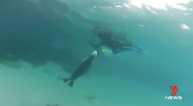 Part of the trip was the chance to swim with sea lions.