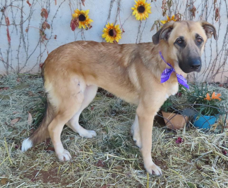 Illinois, ID #399107, came in as a stray and nobody to reclaim her. This 1-year-old, 73-pound German shepherd mix is a gentle dog with lots of charm. She loves dogs and people. Illinois needs to gain about 10 pounds. She has won the hearts of the staff and volunteers and gets lots of love and attention but hopes to be in her forever home before the holidays begin. To meet Illinois, go to the Oklahoma City Animal Shelter at 2811 SE 29 or go online to www.okc.gov or www.okc.petfinder.com.