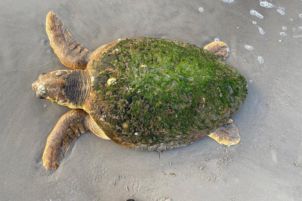 Sea Turtle Rescue Programs, Rehabilitation Facilities Responding to Record Loggerhead Strandings on Texas Coast