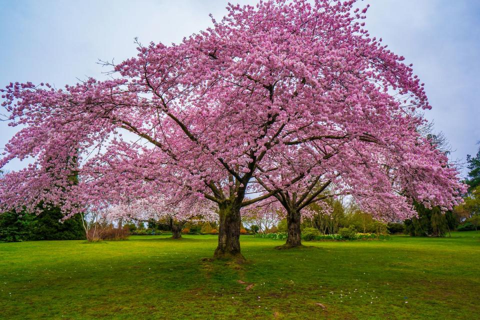 Cherry Blossoms in Queen Elizabeth Park, Vancouver