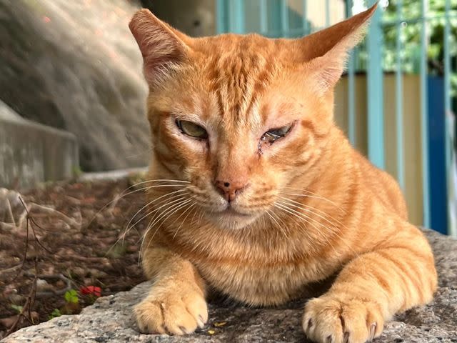 有讀者昨日向本報求助指大澳一隻貓有眼疾，大澳流浪貓之家German表示，她一直有跟進那隻貓情況，請大家放心。