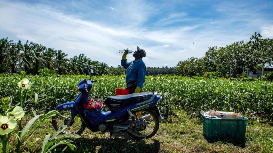 PHOTO: A farmer drinks a bottle of water during the ongoing Southwest Monsoon season in Selangor, Malaysia, on May 20, 2023.  (Bloomberg via Getty Images, FILE)