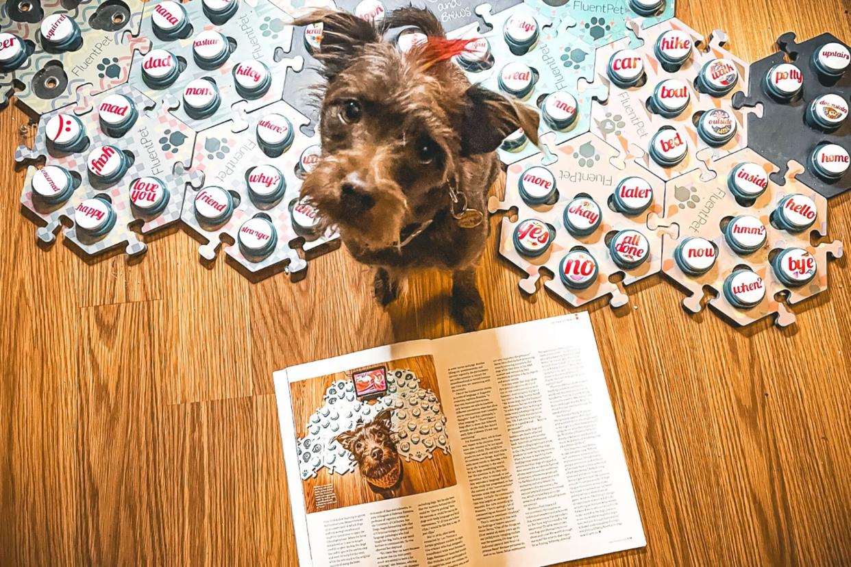 Bastianandbrews terrier with his talking buttons