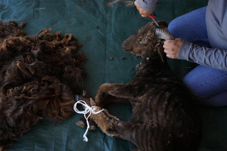 Nikyle Begay sheers a Navajo-Churro sheep Thursday, Sept. 7, 2023, on the Navajo Nation in Ganado, Ariz. When it's time for shearing, Begay ties the hooves of the sheep into place and cut the wool by hand with a special pair of scissors. (AP Photo/John Locher)